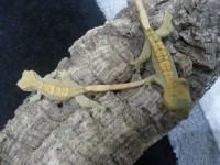 /album/fotogaleria-odchovani-ciliatusi/a5-jpg1/