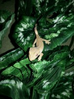 /album/fotogaleria-odchovani-ciliatusi/a8-jpg/