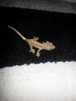 /album/fotogaleria-odchovani-ciliatusi/a9-jpg1/