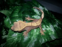 /album/fotogaleria-odchovani-ciliatusi/a11-jpg1/