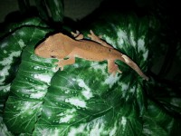 /album/fotogaleria-odchovani-ciliatusi/a12-jpg/