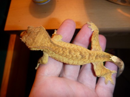 Samička - Peggy 08/2010 - Tiger yellow