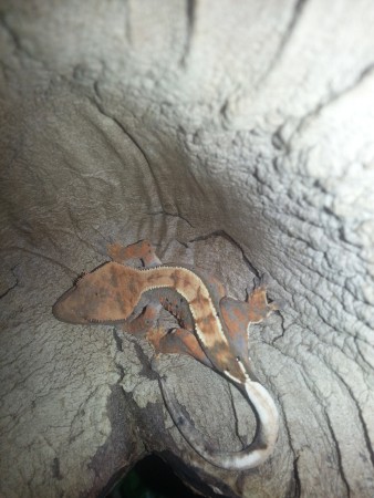 Samička - Škvrnka 10/2012 - part pinstripe